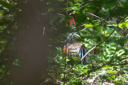 Image of Green Junglefowl