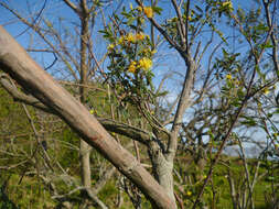 Image of Mimosa bonplandii Benth.