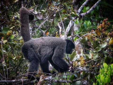 Image of Woolly monkey