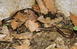 Image of Gaige's Pine Forest Snake