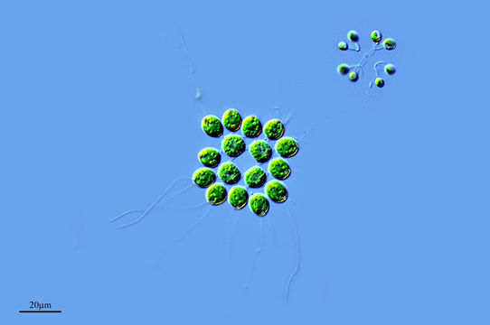Image of <i>Gonium pectorale</i>