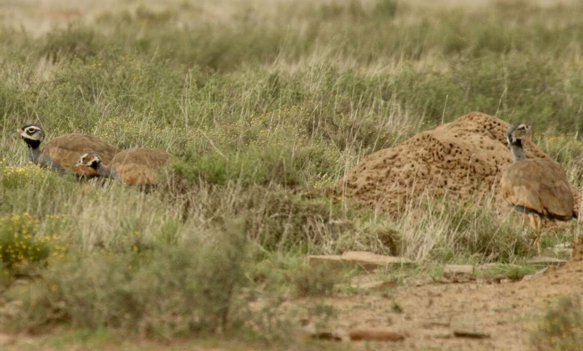 Image of Blue Bustard