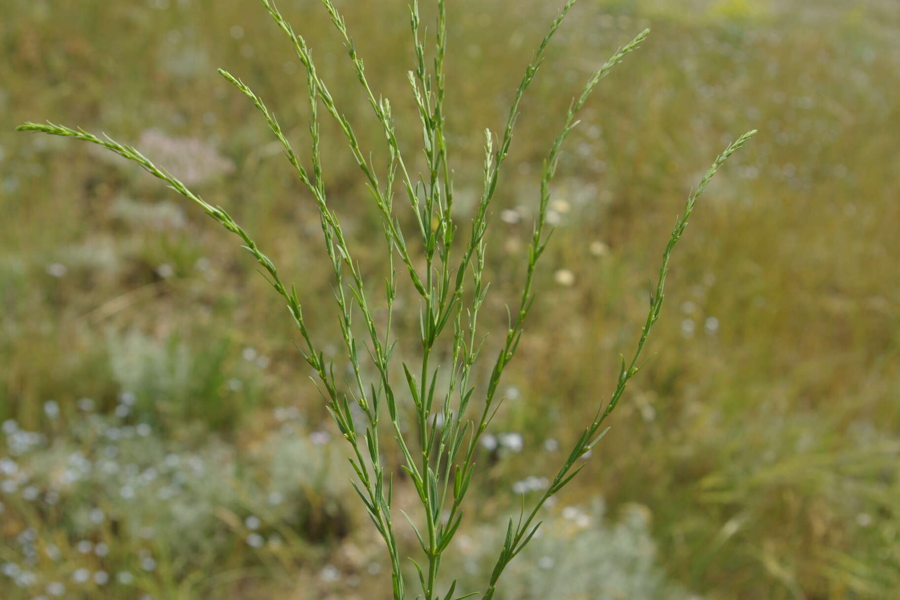 Sivun Thymelaea passerina (L.) Coss. & Germ. kuva