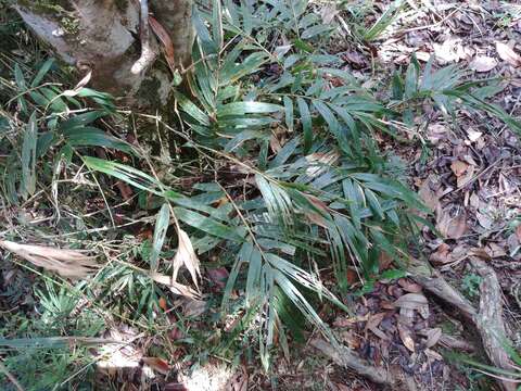 Plancia ëd Sokinochloa chapelieri (Munro) S. Dransf.