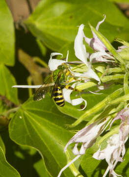 Image of Agapostemon splendens (Lepeletier 1841)