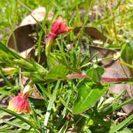 Plancia ëd Oenothera epilobiifolia Kunth