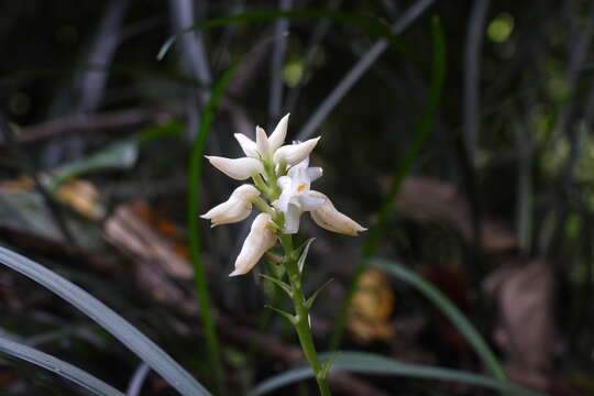 Image of Tropidia somae Hayata