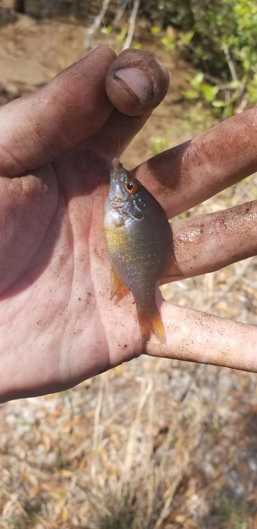 Image of Dollar Sunfish