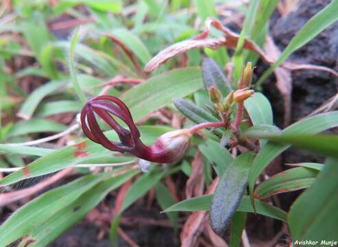 Image of Ceropegia jainii M. Y. Ansari & B. G. Kulkarni