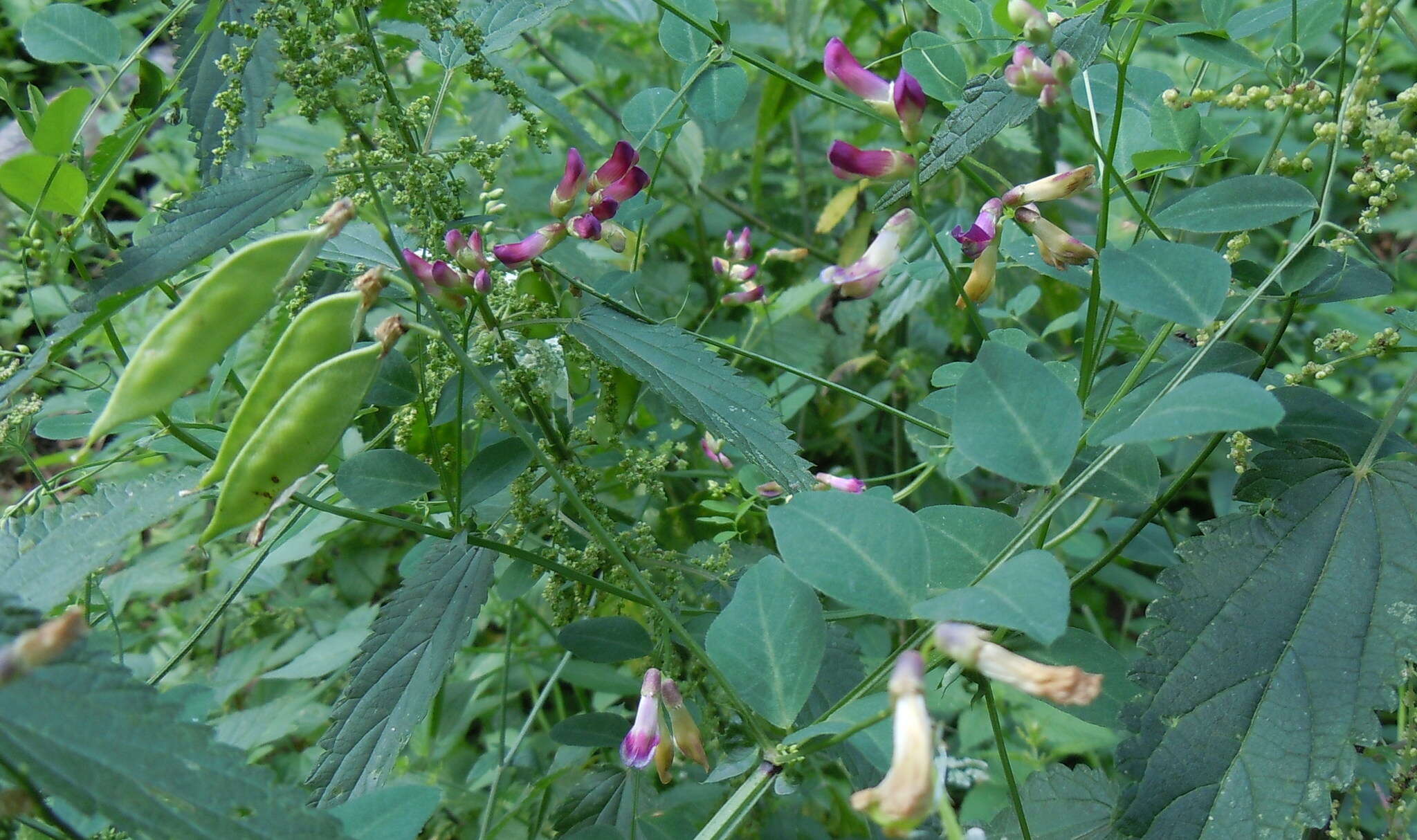 Imagem de Vicia dumetorum L.