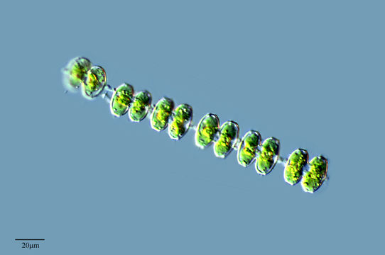 Image of <i>Sphaerozosma vertebratum</i>