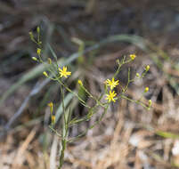 Pityopsis aspera (A. Gray) Small resmi