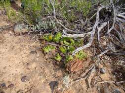 Image of Glottiphyllum depressum (Haw.) N. E. Br.