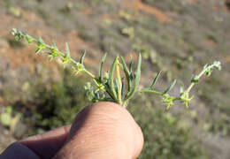 Image of Palmer's grapplinghook