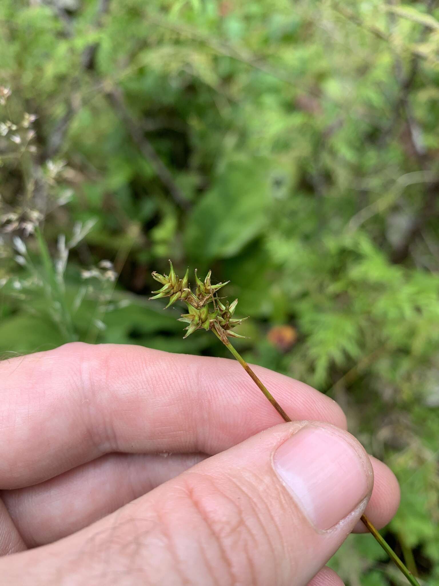 Слика од Carex echinata subsp. phyllomanica (W. Boott) Reznicek