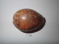 Image of Calf Cowrie