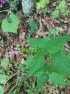 Image of Melampyrum roseum Maxim.