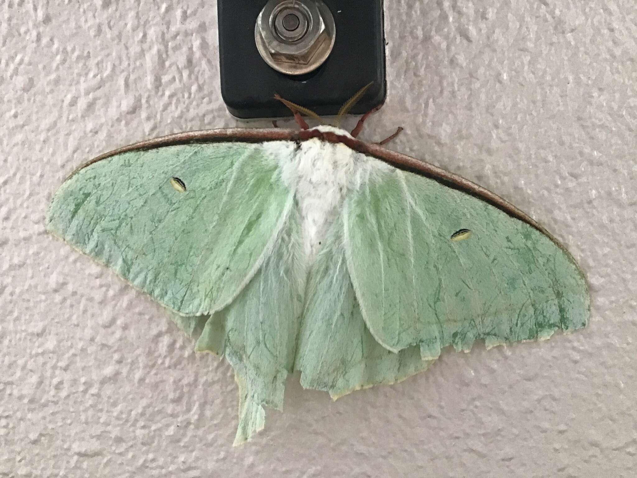 Imagem de Actias aliena (Butler 1879)