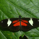 Imagem de Heliconius hierax Hewitson 1869