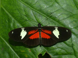 Heliconius hierax Hewitson 1869的圖片