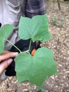 Jatropha malacophylla Standl.的圖片