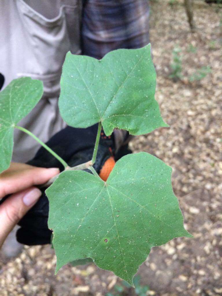 Sivun Jatropha malacophylla Standl. kuva