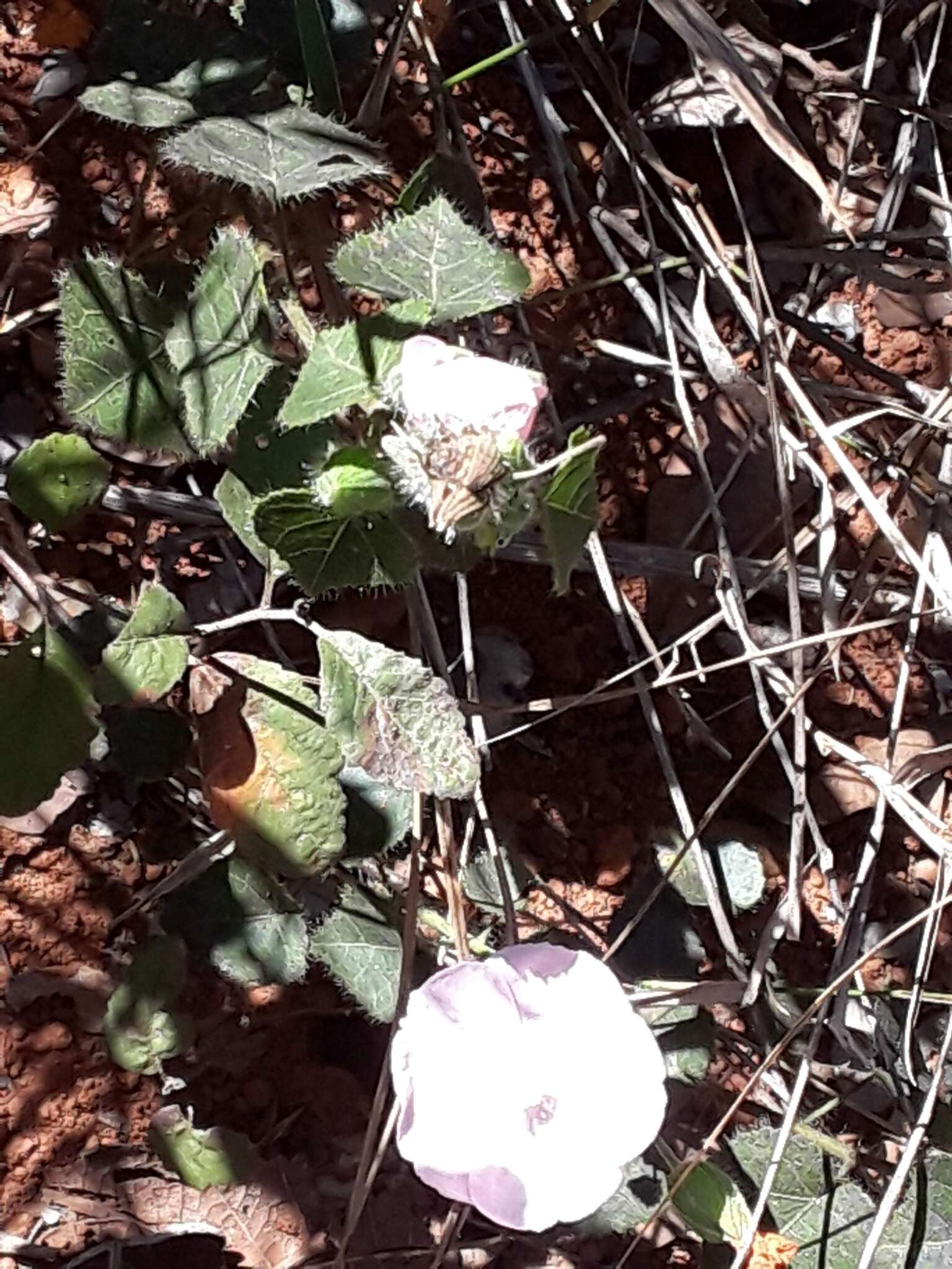 Image of Pavonia rosa-campestris A. St.-Hil.