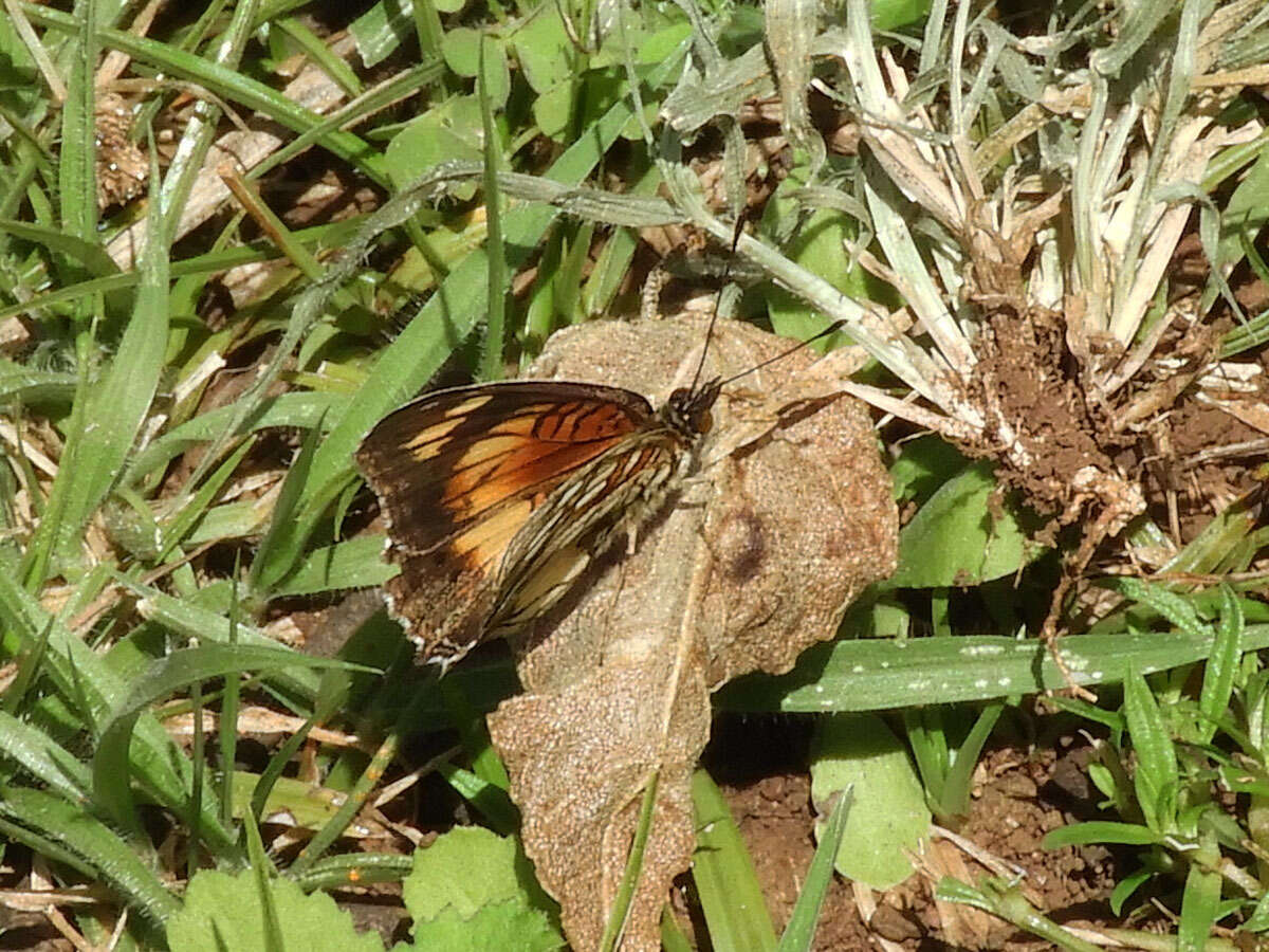 Image of Junonia sophia Fabricius 1793