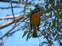 Image of Blue-and-yellow Tanager