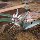 Image of Ornithoglossum undulatum Sweet