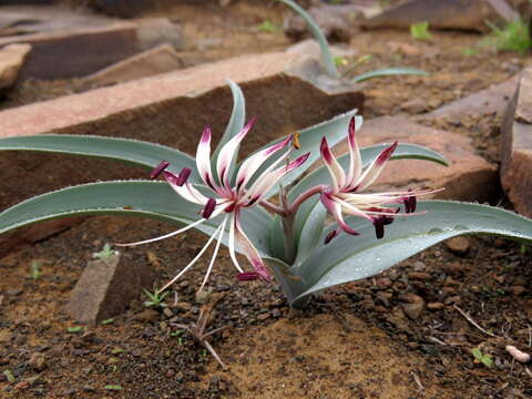 Image of Ornithoglossum undulatum Sweet