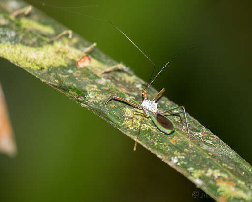 Plancia ëd Heza leucothorax Maldonado 1976