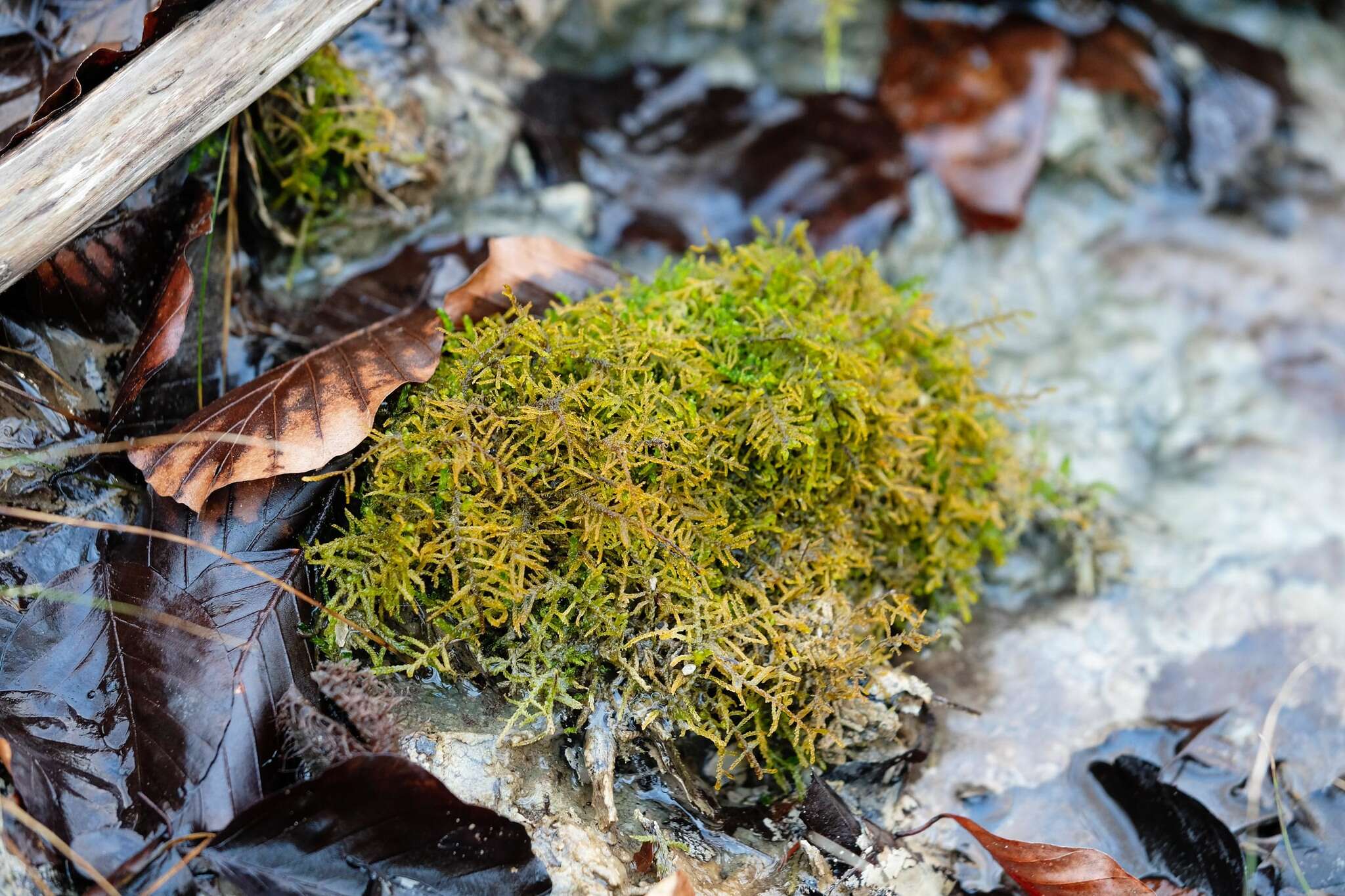 Image of palustriella moss