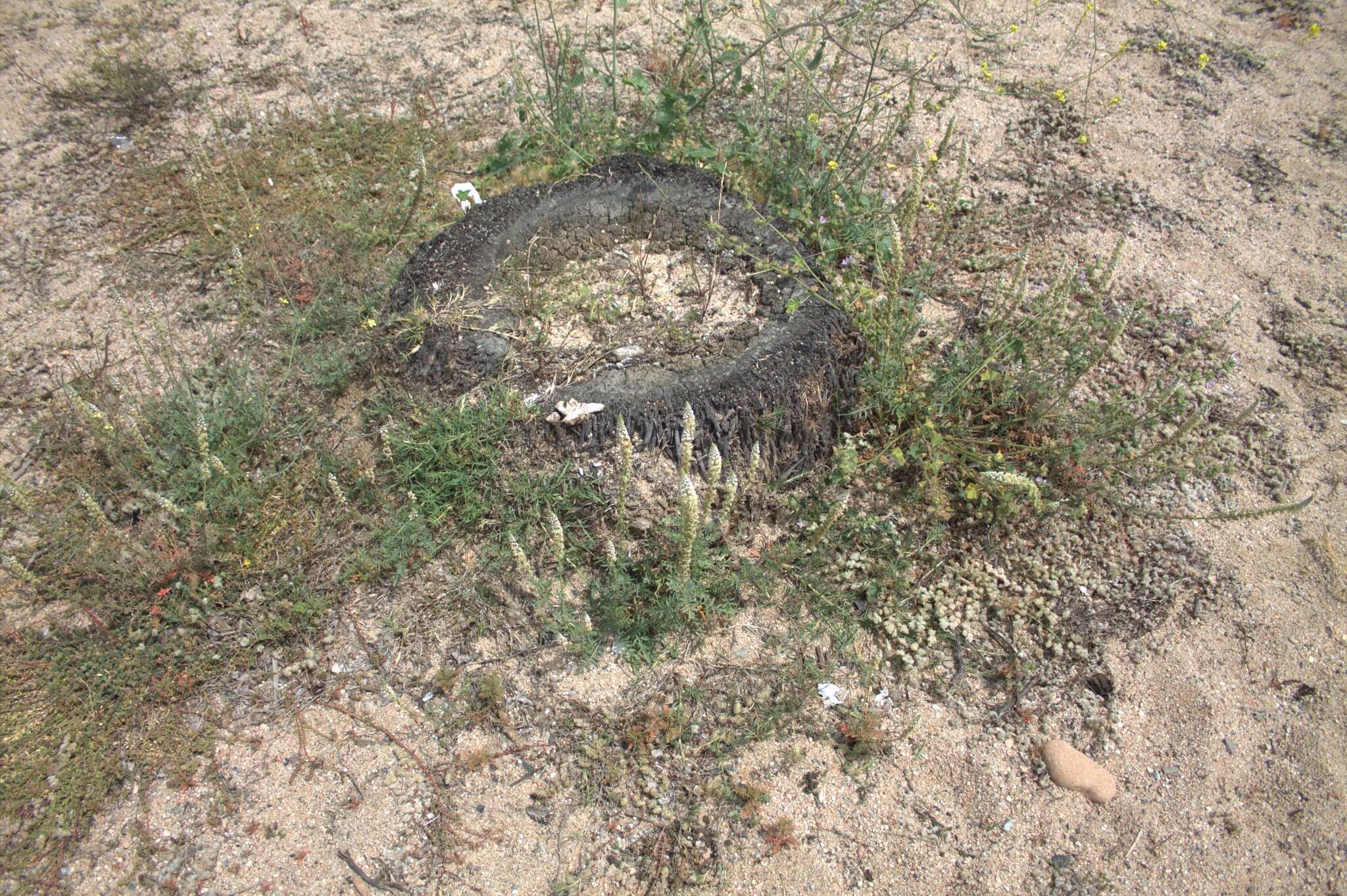 Image of Reseda alba subsp. hookeri (Guss.) Arcang.