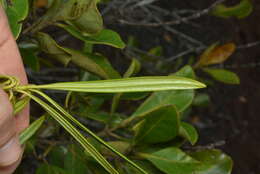 Image of Rauvolfia semperflorens Schltr.