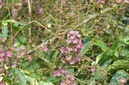 Image of Karomia speciosa (Hutch. & Corbishley) R. Fern.