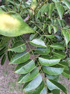 Image of Lonchocarpus yucatanensis Pittier