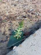 Image of Lachenalia undulata Masson ex Baker