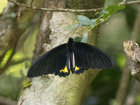 Image of Ceylon birdwing