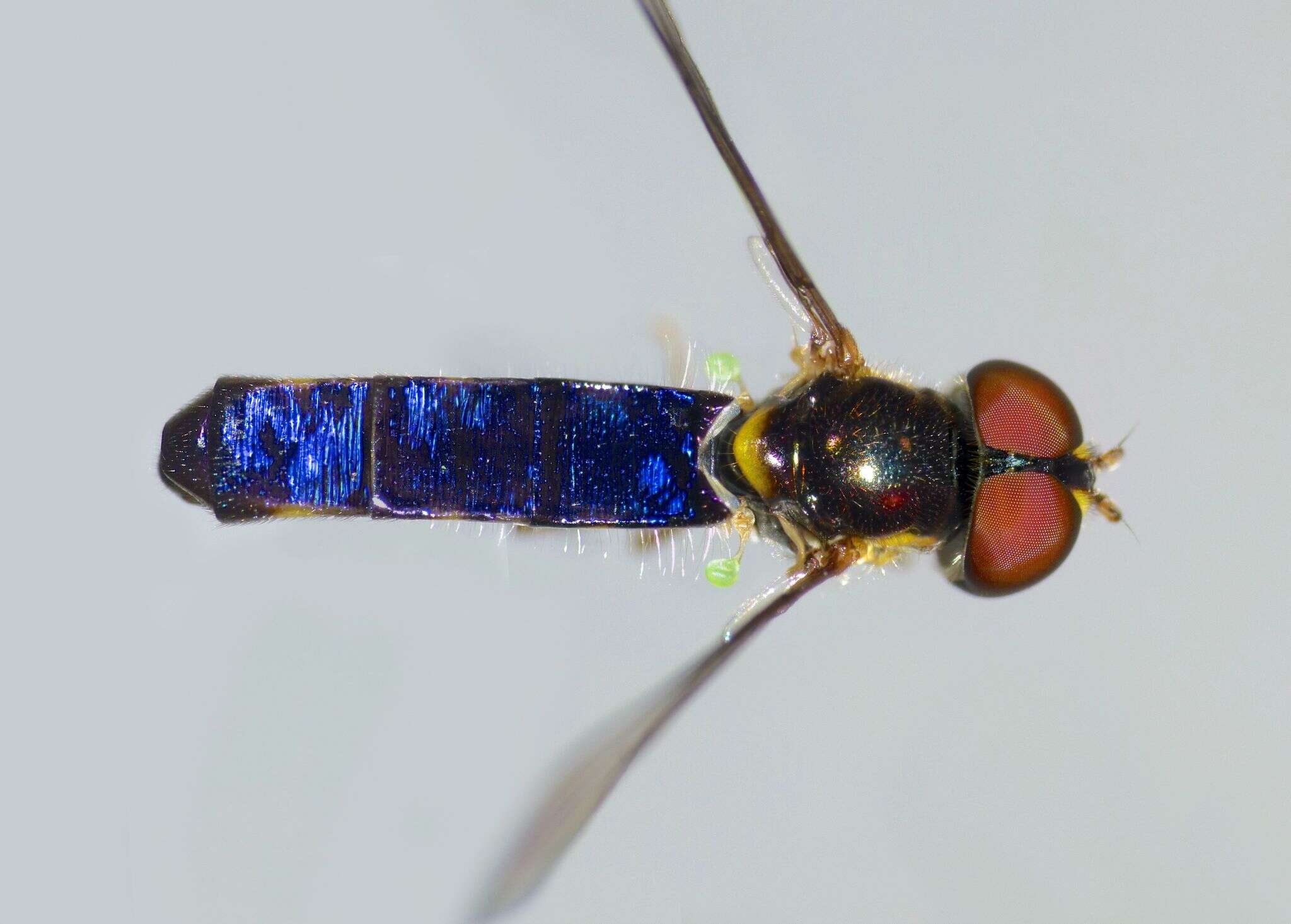 Image of Allograpta hollowayae Thompson & Thompson 2010