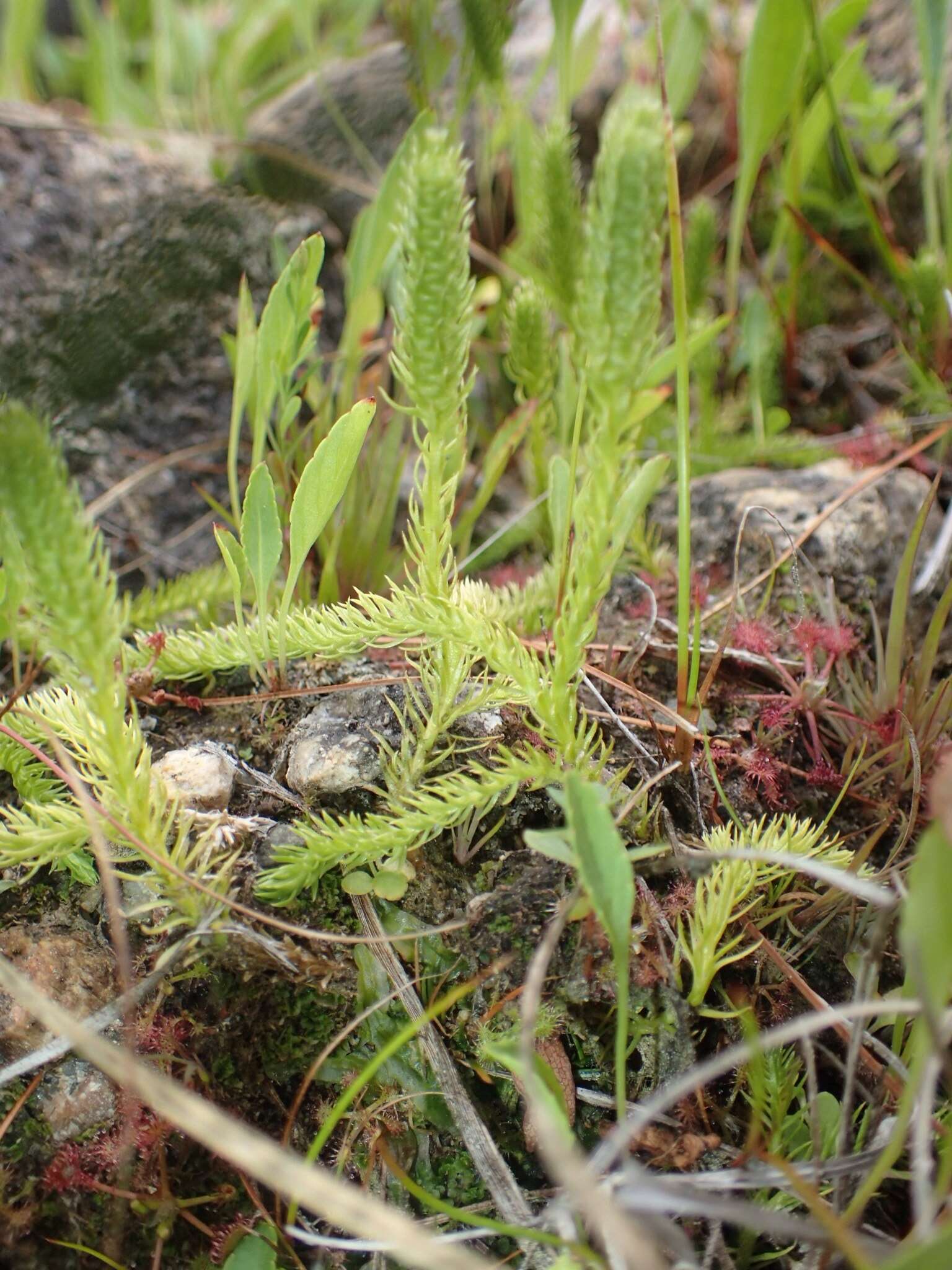 Image of clubmoss