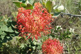 Image of red pincushion-protea