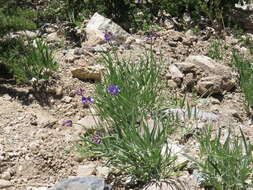 Image of Lathyrus magellanicus Lam.