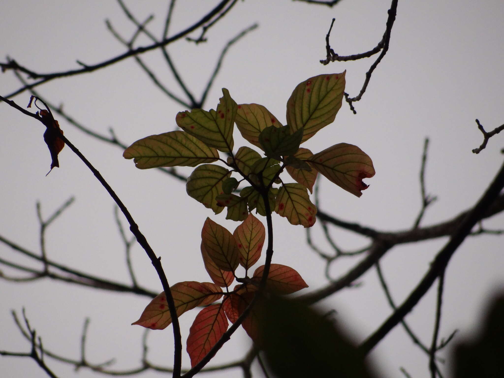 Image of Sinoadina racemosa (Siebold & Zucc.) Ridsdale