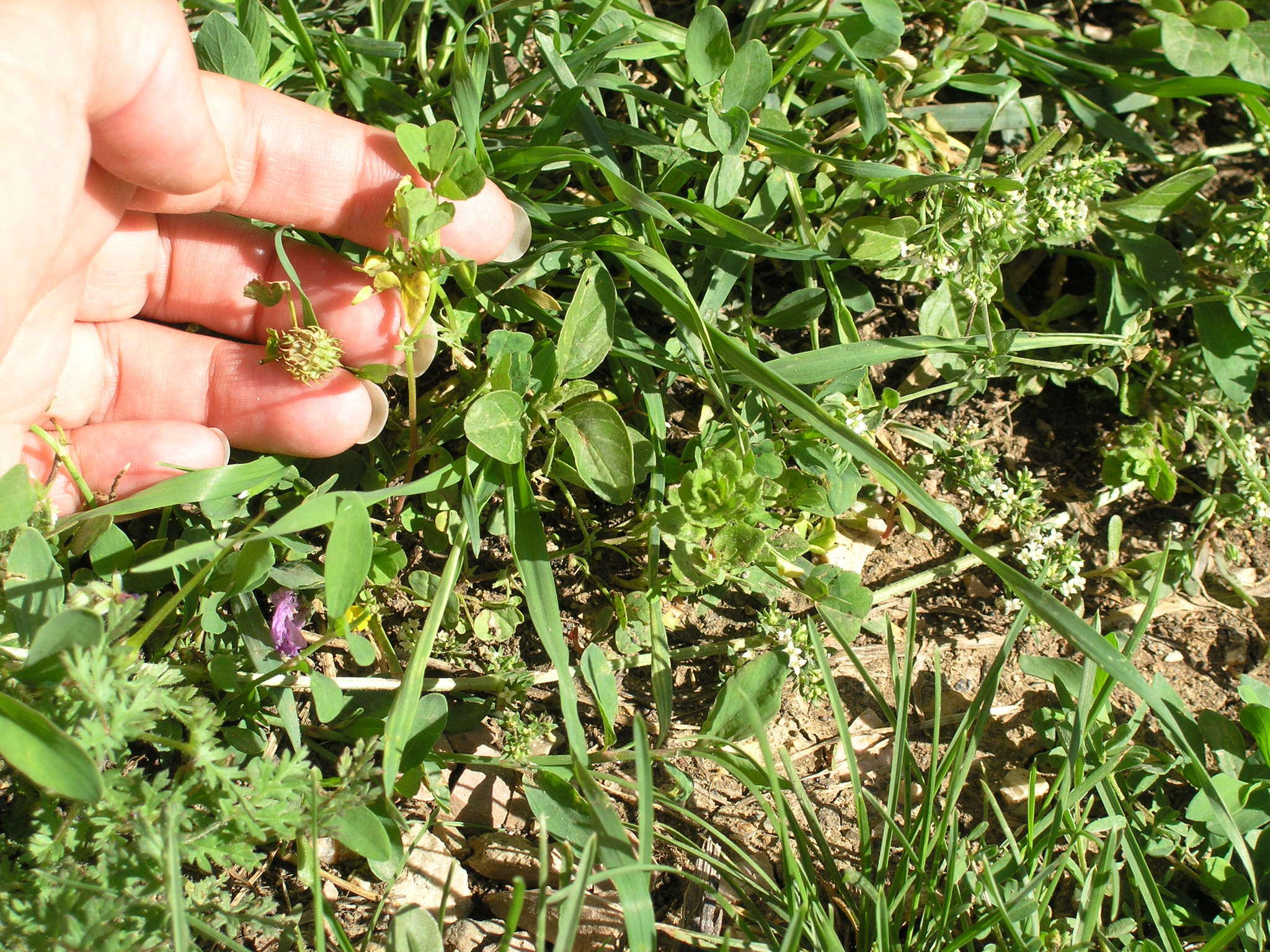 Image of Tifton burclover