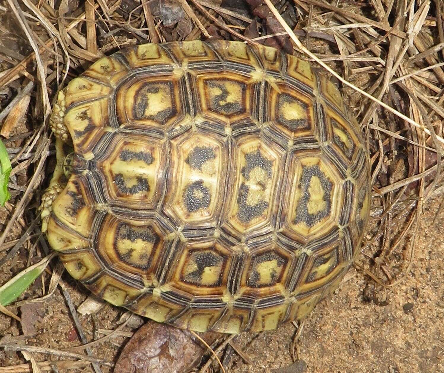 Image of Southeastern hinge-back tortoise