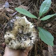 Image de Russula densifolia Secr. ex Gillet 1876