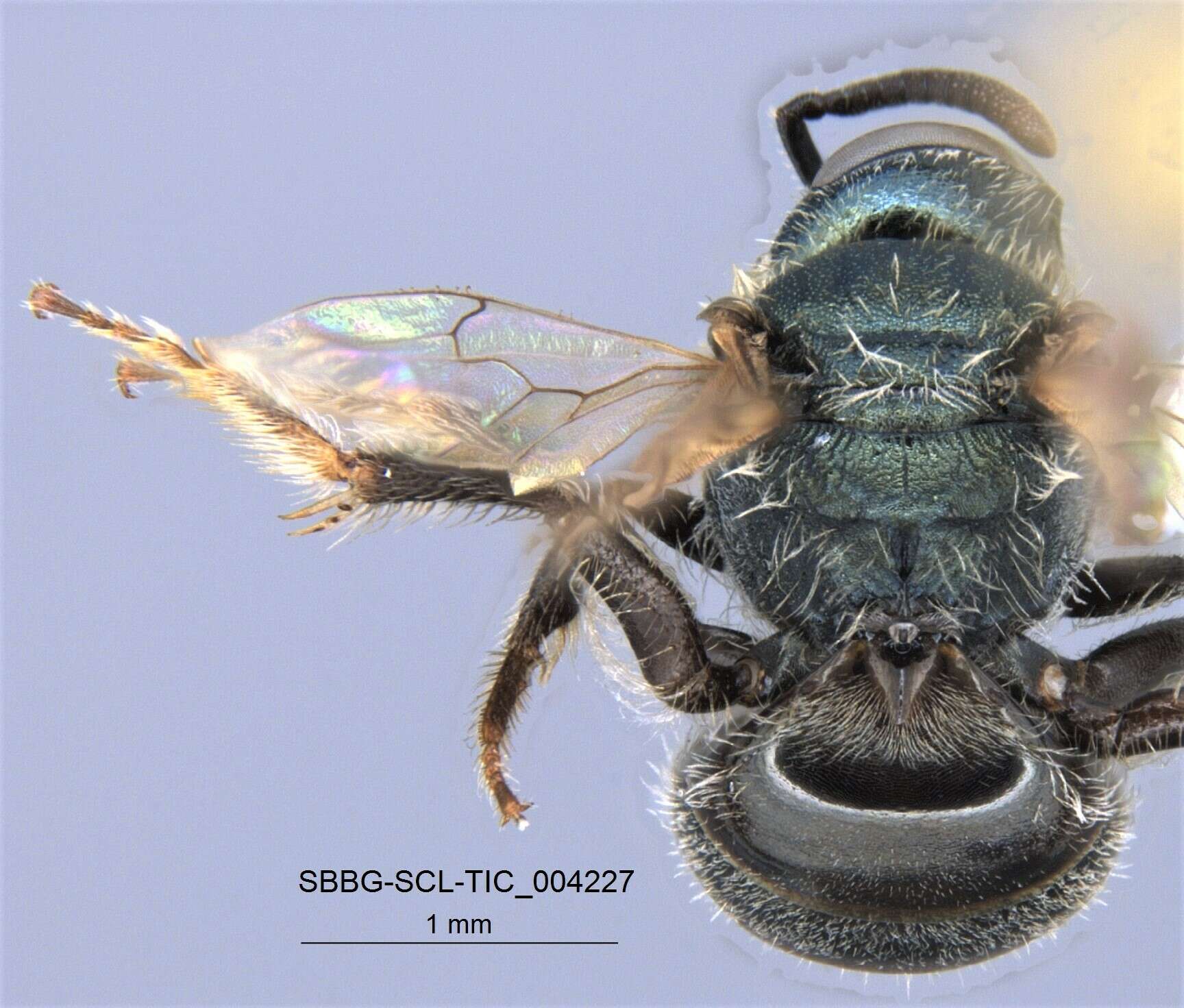 Lasioglossum incompletum (Crawford 1907)的圖片