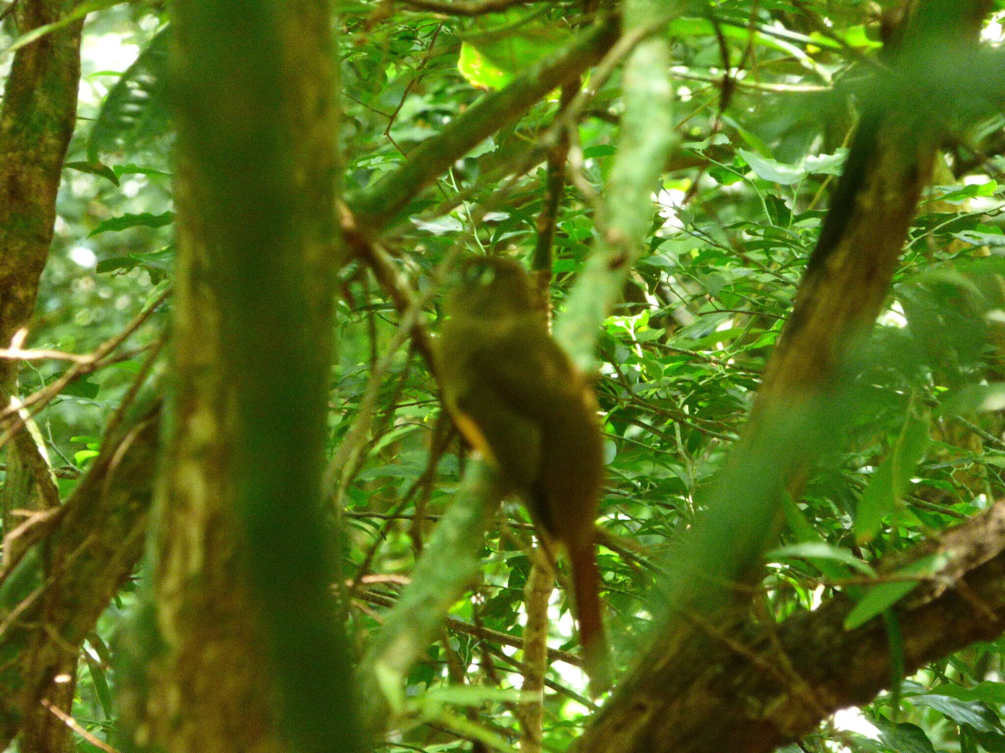 Trogon rufus chrysochloros Pelzeln 1856的圖片