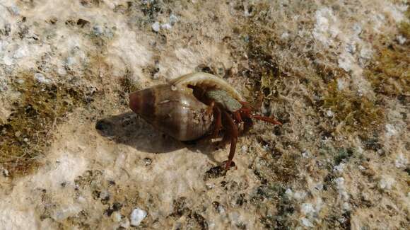 Image of Mediterranean intertidal hermit crab